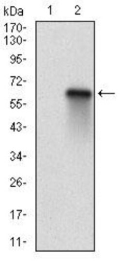 p130 Antibody (2C8A8) - BSA Free, Novus Biologicals:Antibodies:Primary